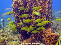 A school of French Grunts next to a Giant Barrel Sponge, ... by Carlos Rodriguez 